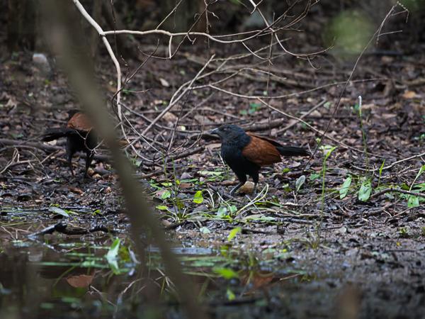<h3><a href="/trips/srilanka/biota/animalia/chordata/aves/030 cuculiformes/001 cuculidae/centropus sinensis/centropus sinensis-nl.html">Centropus&nbsp;sinensis</a> / Greater&nbsp;coucal / Chinese&nbsp;spoorkoekoek</h3>NIKON D500 met AF-S Nikkor 80-400mm f/4.5-5.6G ED VR, 1/100 sec  bij F5.6, ISO 640, afstand 19.9&nbsp;m